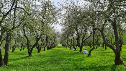 Apple trees green alley.