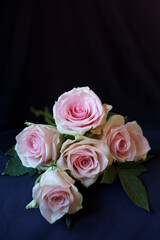 Beautiful background with pink rose