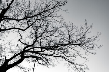 Silhouette dead tree and branches on gray sky. Background for peaceful death, lonely, sad, hopeless, tranquil, and despair. Sad of nature. Death and sad emotional background. Depressed mood concept.