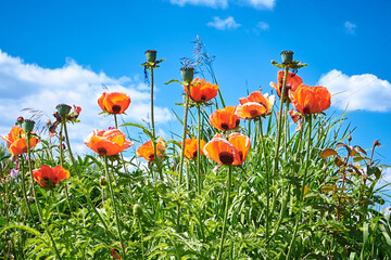 A group of deep red poppies in a meadow during their flowering.