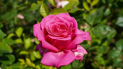 벨라로사 장미의 이름다움