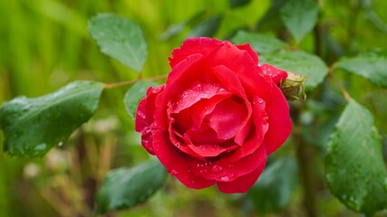 사랑스러운 장미 한송이