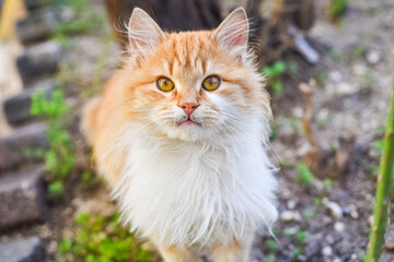 Naklejka na ściany i meble Portrait of a red cat outdoors. Sweet fluffy cat looking the camera.