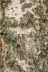 Natural wood grain texture, bark of tree. Creative wood grain backdrop design