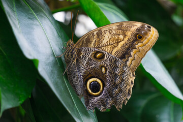 Giant owl butterfly (Caligo memnon) view on green leaf. Konya Tropical Butterfly Valley, Turkey
