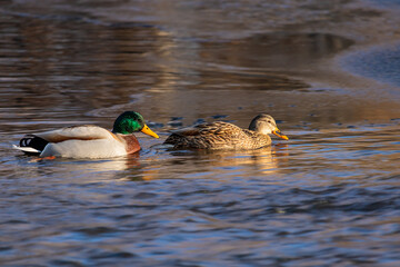pair of mallards on the water - a male and female ducks