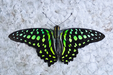 Fototapeta na wymiar Graphium Agamemnon (Tailed jay) view. Beautiful green color and pattern. Konya Tropical Butterfly Valley, Turkey.