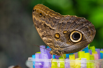 Giant owl butterfly (Caligo memnon) view in feeding area. Konya Tropical Butterfly Valley, Turkey