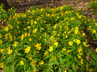 Abstract natural background yellow anemone among green grass, selective focus