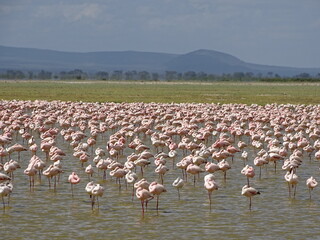 flamingos in the lake