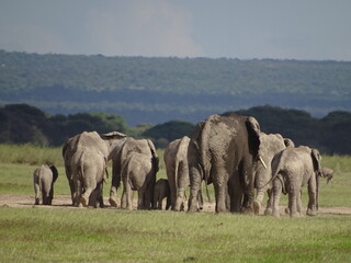 elephants in the savannah