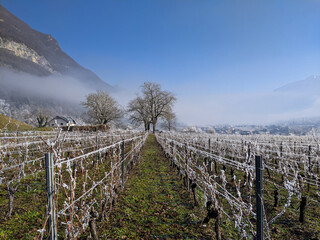 A scenic landscape of row of vineyard in nature and trees covered with hoar-frost in winter time in...