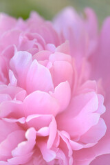 Fototapeta premium peony flower blossom 