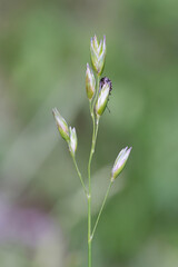 Heath grass, also called heath-grass  or staggers grass, wild plant from Finland