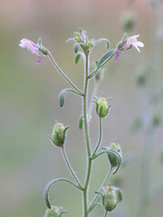 Small Toadflax, also known as or Dwarf snapdragon, wild plant from Finland