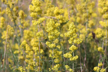 Lady's Bedstraw, also known as Wirtgen’s bedstraw or Yellow bedstraw, wild flower from Finland