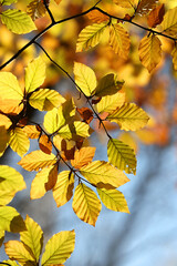 Fagus sylvatica, known as European beech or common beech, autumn colors of leaves