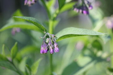 Obraz premium Common comfrey, also called Common comphrey, wild medicinal plant from Finland