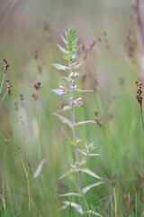 Salt Bartsia, also known as Red bartsia, endemic wild plant from Finland