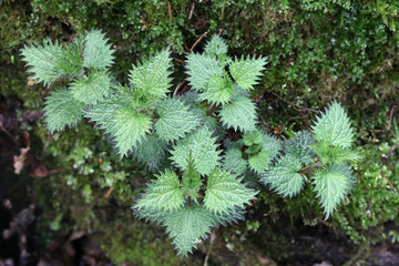 Stinging Nettle, also called Common nettle or Greater nettle, new growth in spring