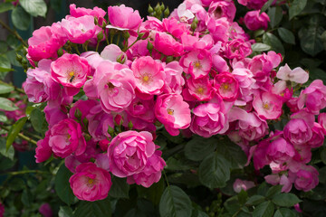 A branch of blooming pink roses on a bush in the garden.