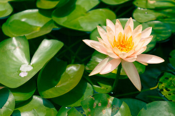 Close-up shot of white water lily is blooming and outstanding in pond surrounded by large lotus leaves, horizontal top view.
