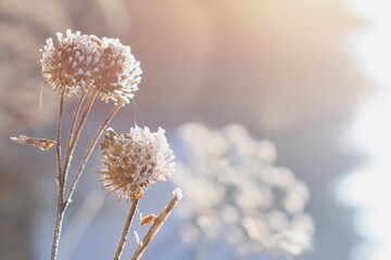 Winter garden scenery. Blurred winter background with frozen thistle plant .