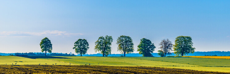 Fototapeta na wymiar Agricultural background. Panoramic countryside landscape, farm field, grass and trees on blue sky in spring rural scenery.