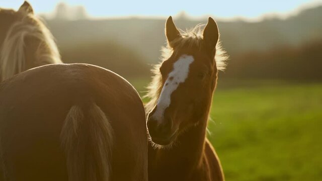 close up shot og head of nice brown horse grazing in dawn lights in Carpathians, Ukraine.