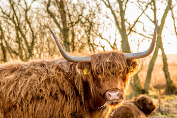 Den Helder, the Netherlands. January 2022. A grazing herd of highlanders at sunset in Mariendal, Den Helder.