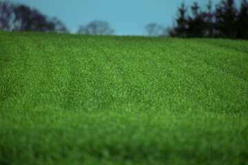 zielona trawa, świeży zielony trawnik, pole golfowe
