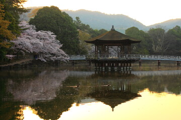 Naklejka premium 桜