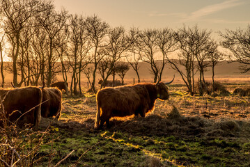 Den Helder, the Netherlands. January 2022. A grazing herd of highlanders at sunset in Mariendal,...