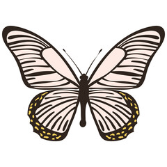 butterfly, flat design on white background