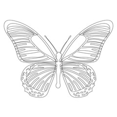 butterfly, contour sketch on white background, isolated