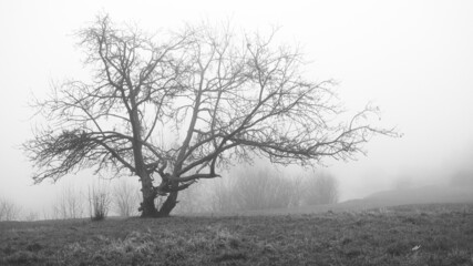 Drzewo we mgle - obrazy, fototapety, plakaty