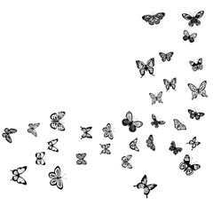 flying butterflies, black and white silhouette, on a white background, vector