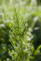 Medicinal plant equisetum arvense in the wild herb meadow.