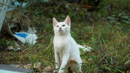 교외에서 자라는 작은 하얀 고양이