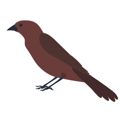 bird, flat design on white background, isolated, vector