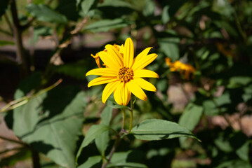 yellow flower in the garden