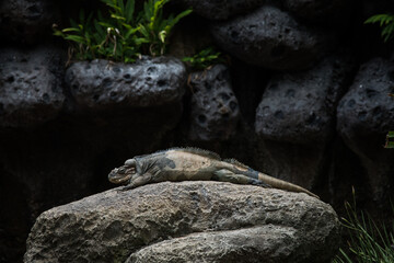 lizard on the rocks