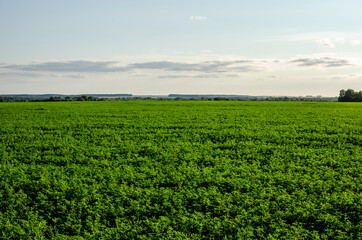 Fototapeta na wymiar Cultivation of fodder crops of green clover and alfalfa in cultivated fields
