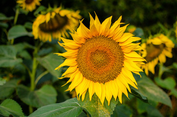 Sunflower bloom. A lot of yellow pollen on sunflower leaves that attract bees