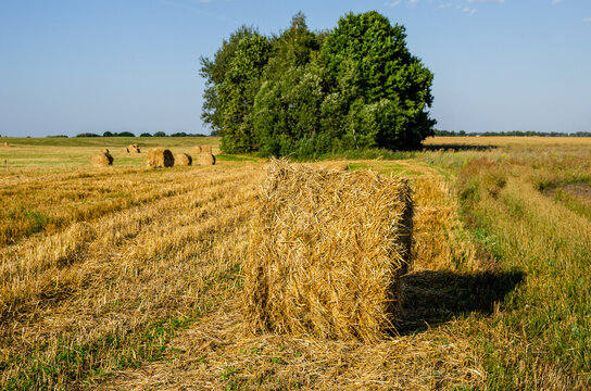 Compressed straw into a round bale on a farmer's field. Straw for use as bedding material
