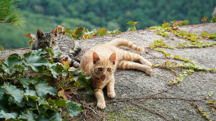 야생의 어린 고양이 휴식
