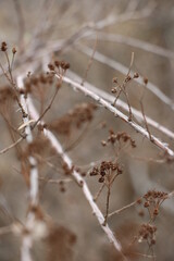 Autumn plant
