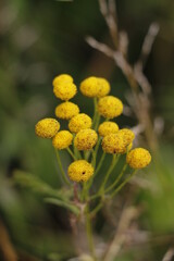 Autumn plant