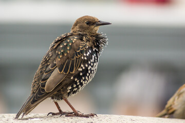 Common starling in the city, close-up, blurred background, bokeh