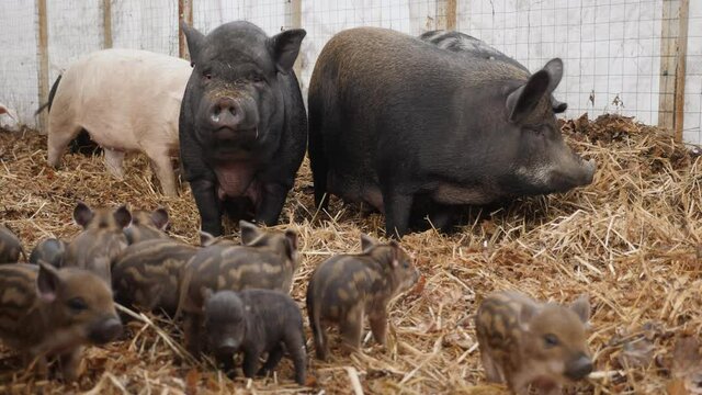 Wild boars and pigs with piglets live together in a pigsty on a farm. Pork farming